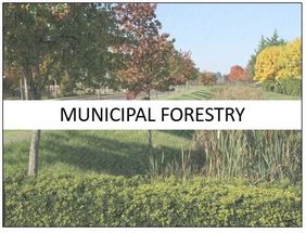 Municipal Forestry